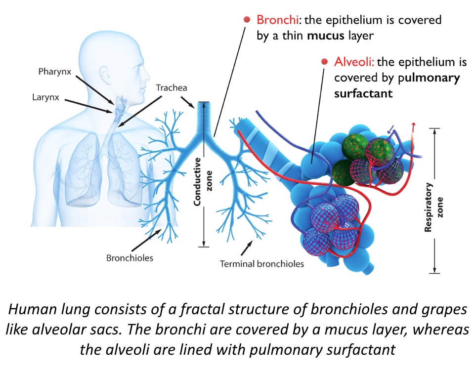 Illustration of human lungs